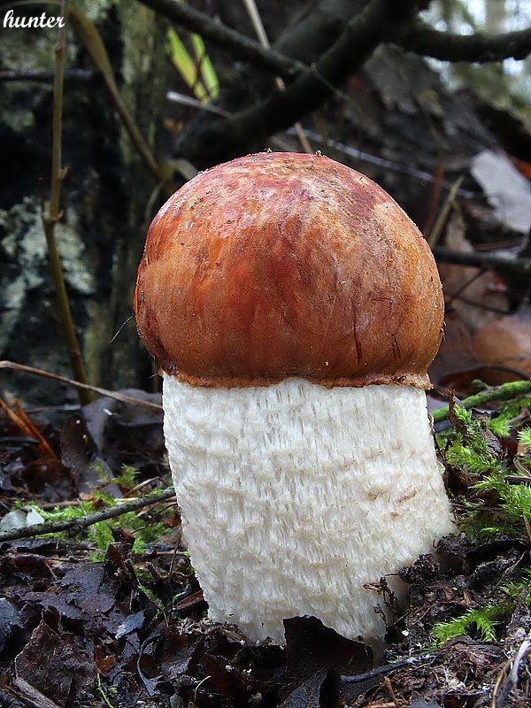 kozák osikový Leccinum albostipitatum den Bakker & Noordel.