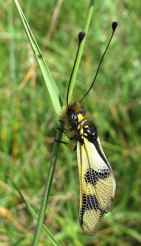 askalafus škvrnitokrídly Libelloides macaronius