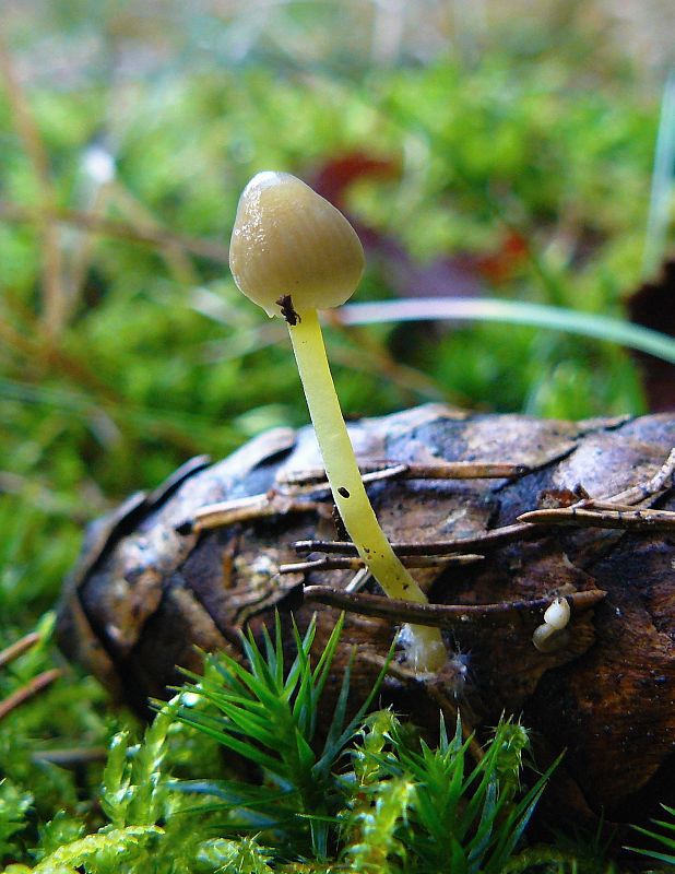 prilbička kužeľovitá Mycena metata (Secr. ex Fr.) Kummer.