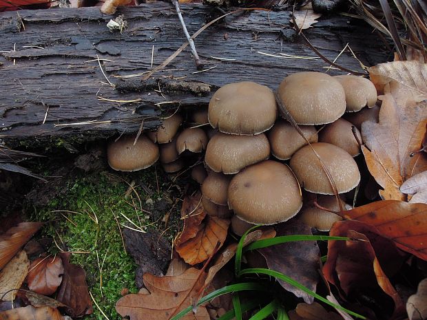 drobuľka Psathyrella sp.