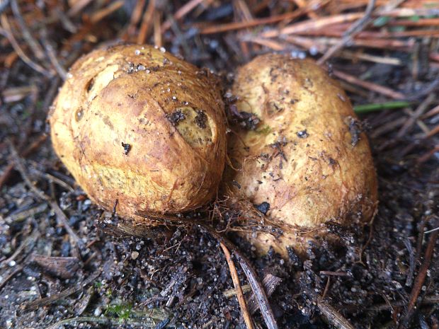 koreňovec žltkastý Rhizopogon luteolus Fr. & Nordholm