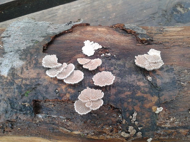 klanolupeňovka obyčajná Schizophyllum commune Fr.