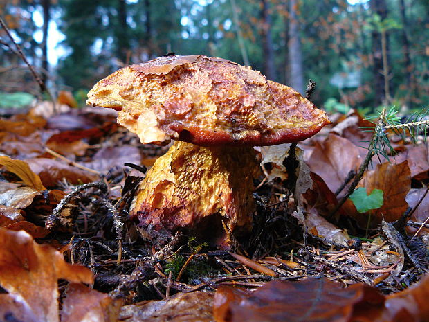 hríb zrnitohlúbikový Sutorius luridiformis (Rostk.) G. Wu & Zhu L. Yang