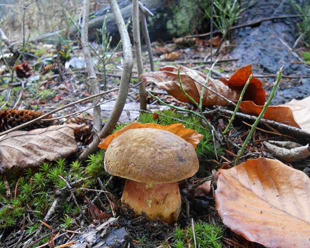 hríb zrnitohlúbikový Sutorius luridiformis (Rostk.) G. Wu & Zhu L. Yang