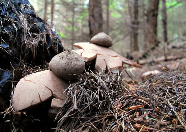 geastrum sp. hviezdovka