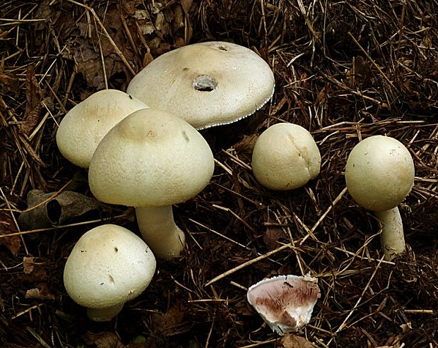 pečiarka Agaricus sp.