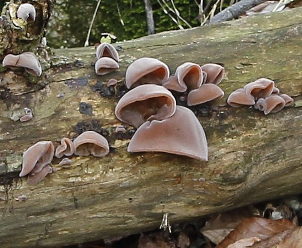 uchovec bazový Auricularia auricula-judae (Bull.) Quél.