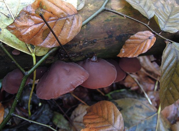 uchovec bazový Auricularia auricula-judae (Bull.) Quél.