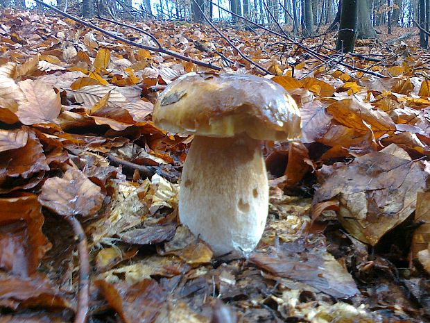 hríb smrekový Boletus edulis Bull.