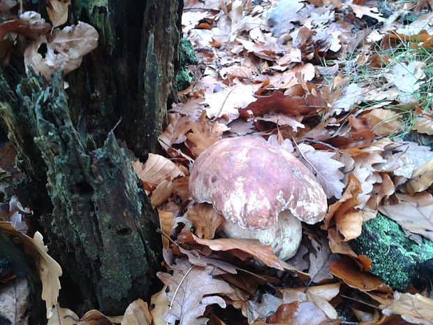 hríb sosnový Boletus pinophilus Pil. et Dermek in Pil.