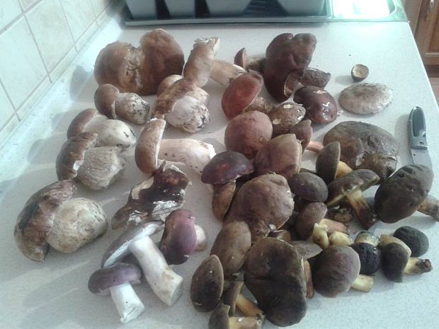 hríb sosnový Boletus pinophilus Pil. et Dermek in Pil.