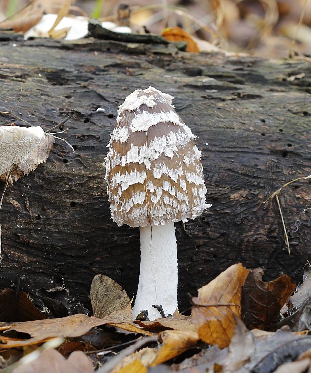 hnojník strakatý Coprinopsis picacea (Bull.) Redhead, Vilgalys & Moncalvo