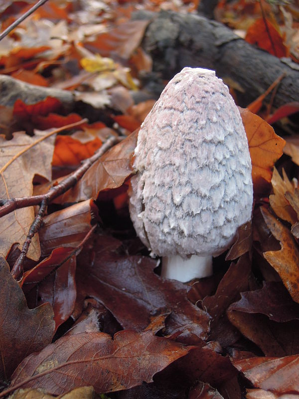 hnojník strakatý Coprinopsis picacea (Bull.) Redhead, Vilgalys & Moncalvo