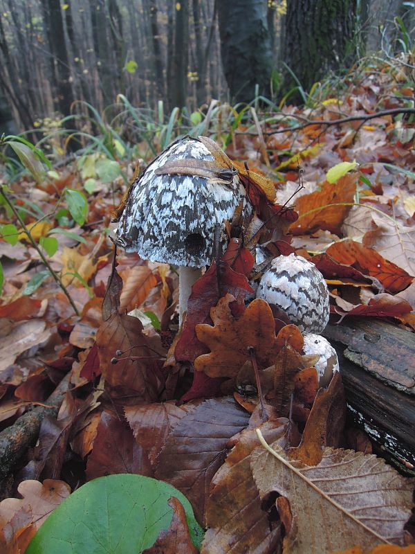 hnojník strakatý Coprinopsis picacea (Bull.) Redhead, Vilgalys & Moncalvo