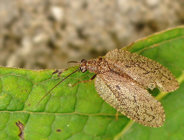 voškovec Drepanepteryx algida