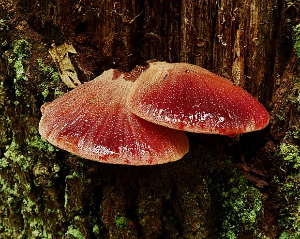 pečeňovec dubový Fistulina hepatica (Schaeff.) With.