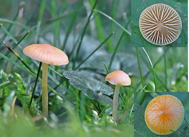 kapucňovka Galerina sp.