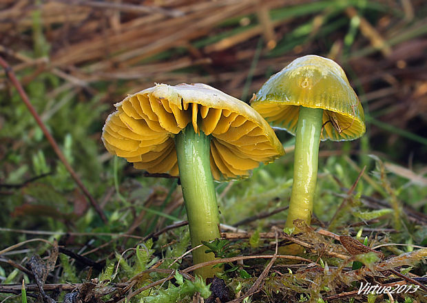 lúčnica žltozelená Gliophorus psittacinus (Schaeff.) Herink