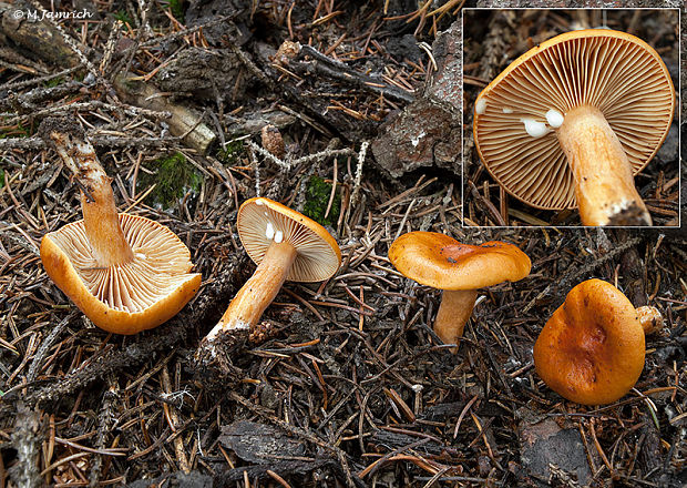 rýdzik pomarančový Lactarius aurantiacus (Pers.) Gray