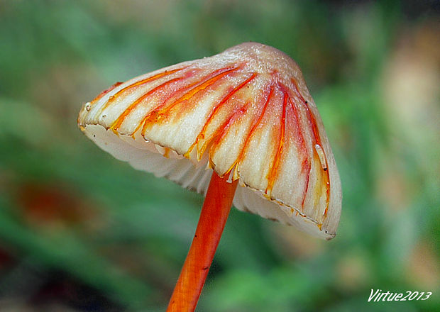 prilbička šafranová Mycena crocata (Schrad.) P. Kumm.