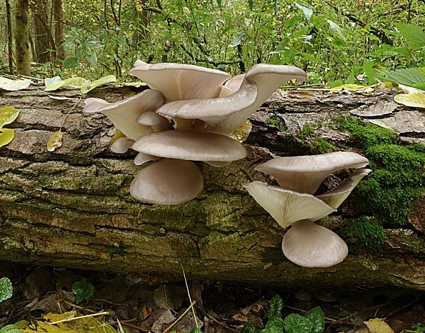 hliva ustricovitá Pleurotus ostreatus (Jacq.) P. Kumm.