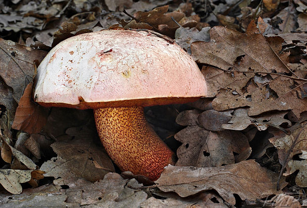 hríb purpurový Rubroboletus rhodoxanthus Kuan Zhao &amp; Zhu L. Yang