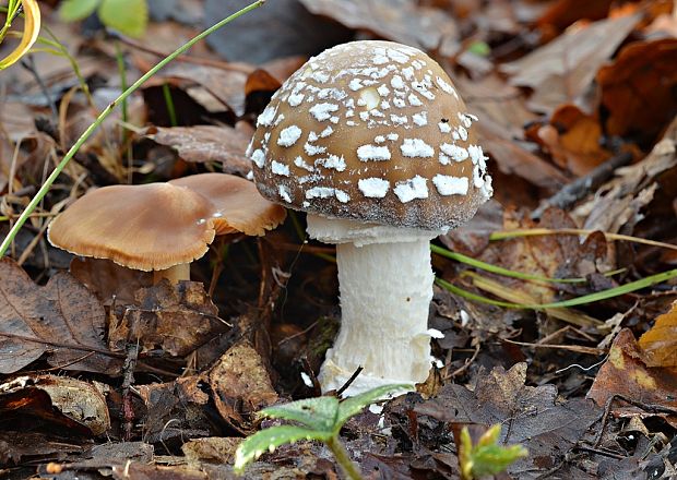 muchotrávka tigrovaná Amanita pantherina (DC.) Krombh.