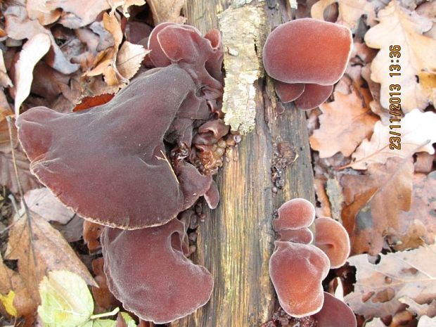 uchovec bazový Auricularia auricula-judae (Bull.) Quél.