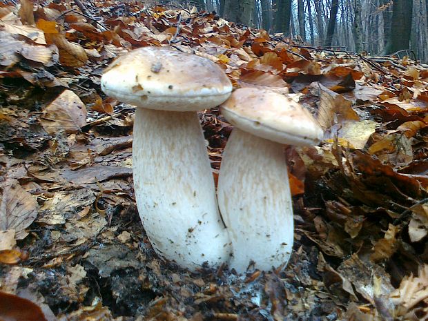 hríb smrekový Boletus edulis Bull.