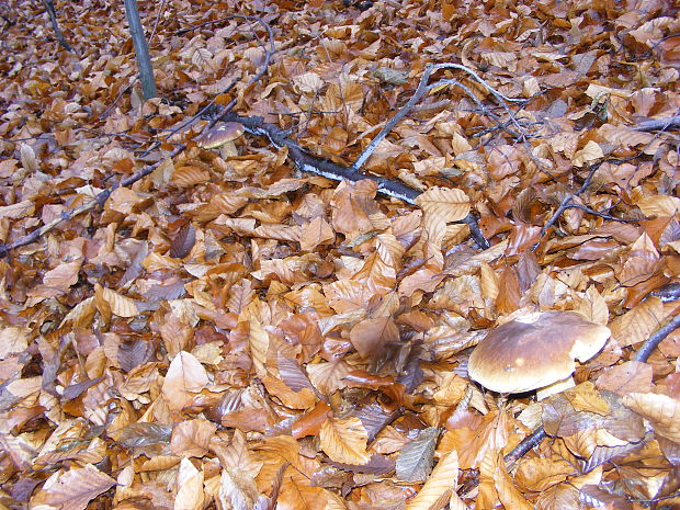 hríb smrekový Boletus edulis Bull.