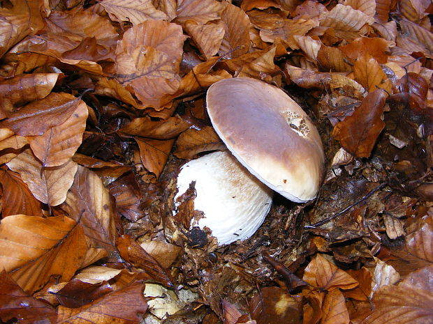 hríb smrekový Boletus edulis Bull.