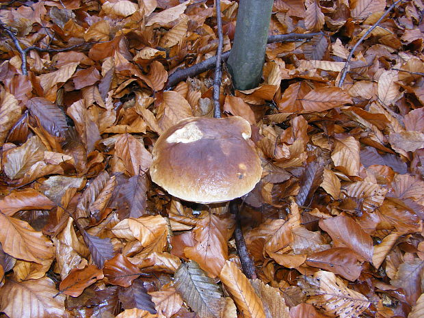 hríb smrekový Boletus edulis Bull.