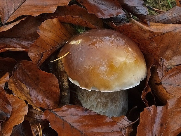 hríb smrekový Boletus edulis Bull.