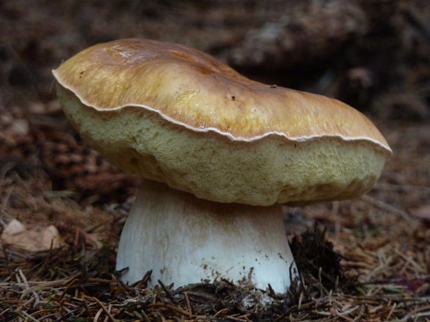 hríb smrekový Boletus edulis Bull.