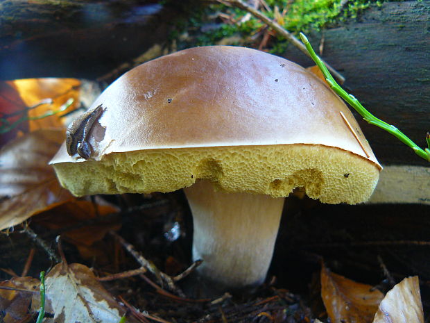 hríb smrekový Boletus edulis Bull.