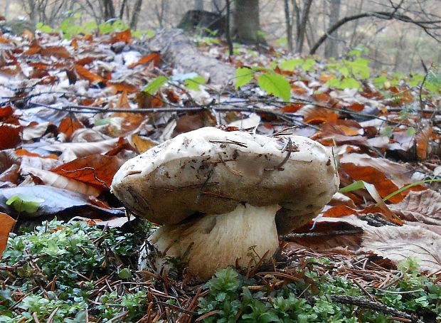 hríb smrekový Boletus edulis Bull.