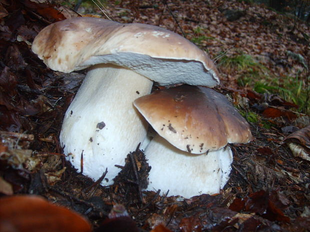 hríb dubový Boletus reticulatus Schaeff.