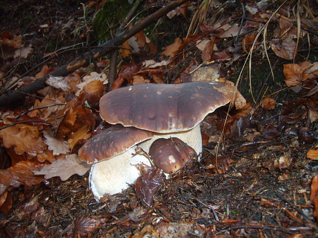 hríb dubový Boletus reticulatus Schaeff.