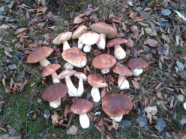 hríb  Boletus sp.