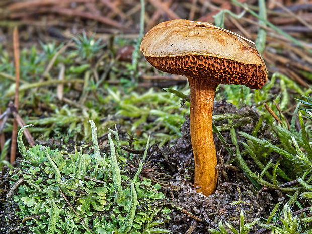 meďovec korenistý Chalciporus piperatus (Bull.) Bataille