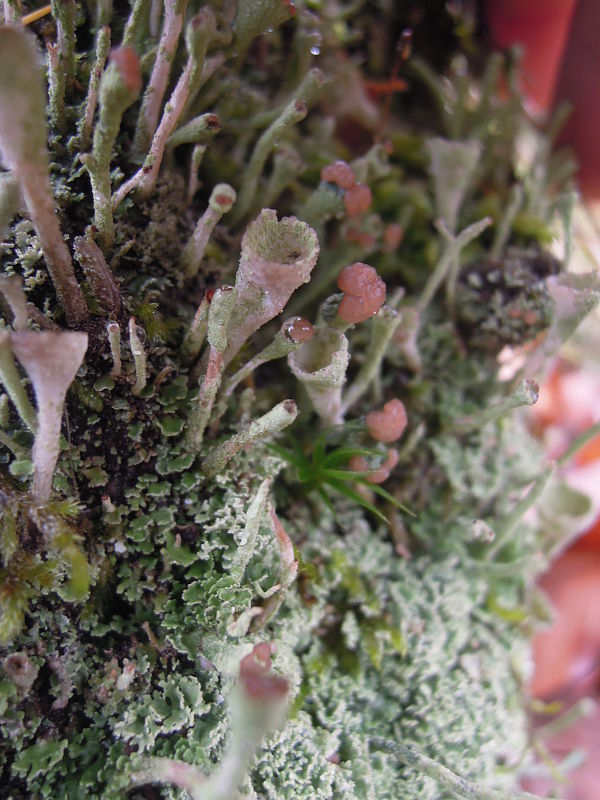 dutohlávka riasnatá Cladonia fimbriata (L.) Fr.