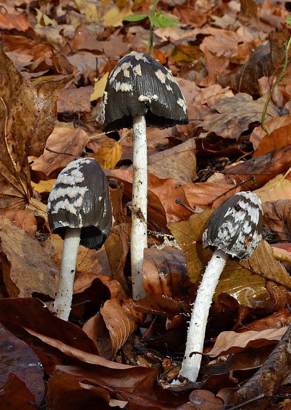 hnojník strakatý Coprinopsis picacea (Bull.) Redhead, Vilgalys & Moncalvo