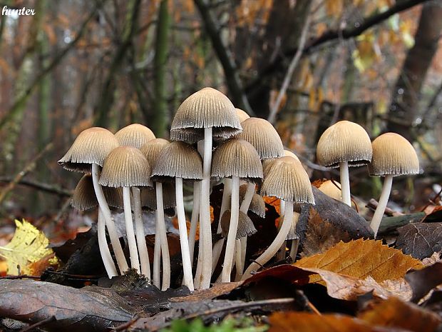 hnojník Coprinus sp.