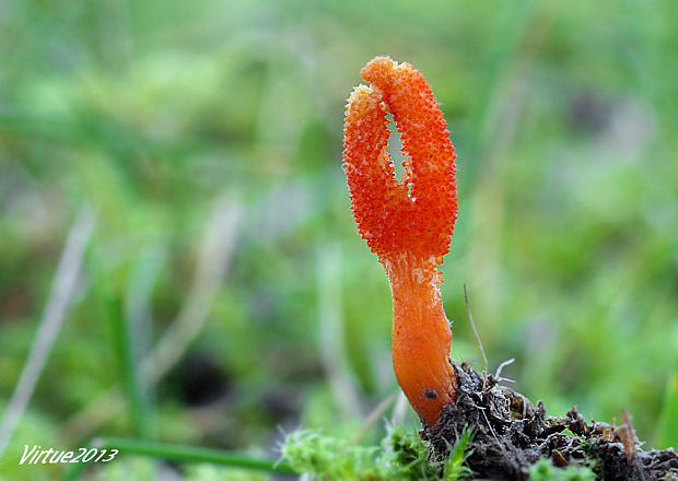 žezlovka hmyzová Cordyceps militaris (Fr.) Link