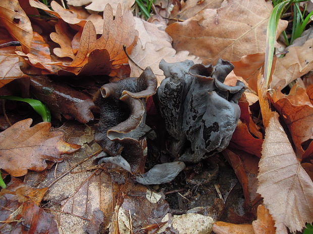 lievik trúbkovitý Craterellus cornucopioides (L.) Pers.