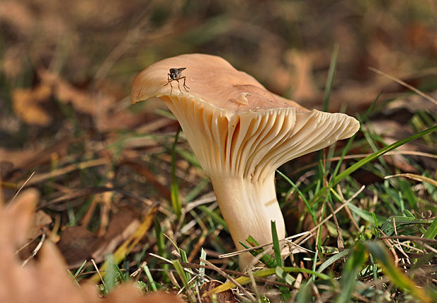 lúčnica statná Cuphophyllus pratensis (Fr.) Bon