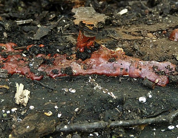 lesklokôrovka obyčajná Ganoderma lucidum (Curtis) P. Karst.