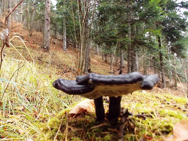 lesklokôrovka Ganoderma sp.