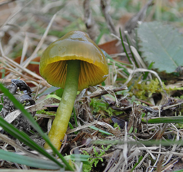 lúčnica žltozelená Gliophorus psittacinus (Schaeff.) Herink