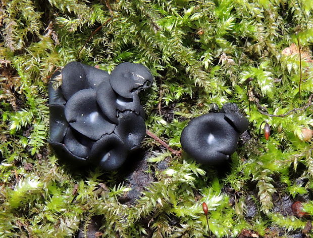 voskovička černavá Holwaya mucida (Schulzer) Korf & Abawi